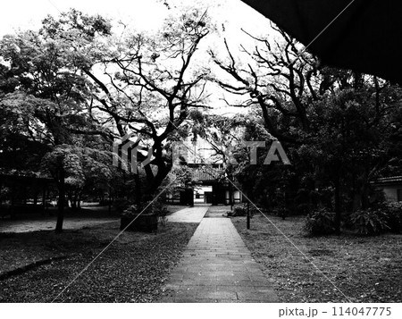 催花雨 催花雨 114047775