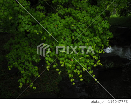 催花雨 催花雨 114047778