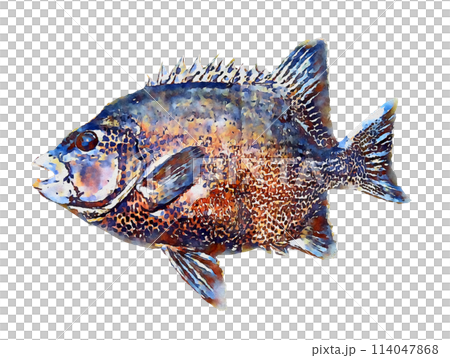 手繪石鯛魚 114047868