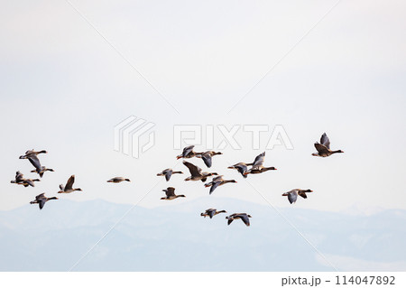飛び立つ雁の群れ(青森県) 飛び立つ雁の群れ(青森県) 114047892