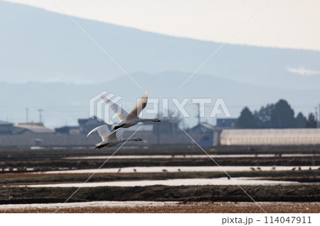 田んぼから飛び立つ白鳥(青森県) 田んぼから飛び立つ白鳥(青森県) 114047911