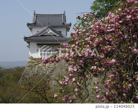 岡山県津山市にあるさくら名所100選のひとつ「鶴山公園(津山城趾)」:八重桜の咲く頃 岡山県津山市にあるさくら名所100選のひとつ「鶴山公園(津山城趾)」:八重桜の咲く頃 114048025
