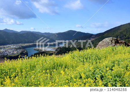 山の斜面に咲き誇る菜の花 (高知県 香美市 香北町) 山の斜面に咲き誇る菜の花 (高知県 香美市 香北町) 114048288