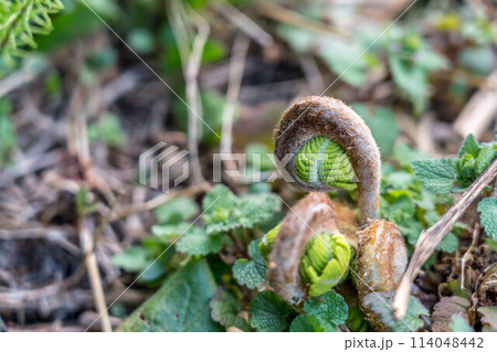 地上へ顔をのぞかせたゼンマイの新芽~北国の春~ 地上へ顔をのぞかせたゼンマイの新芽~北国の春~ 114048442