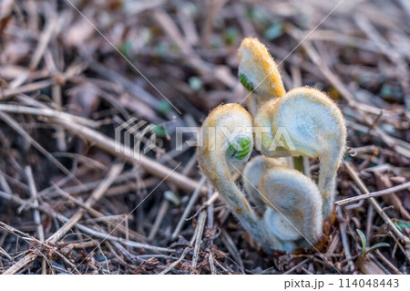 地上へ顔をのぞかせたゼンマイの新芽～北国の春～ 114048443