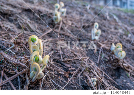 地上へ顔をのぞかせたゼンマイの新芽～北国の春～ 114048445