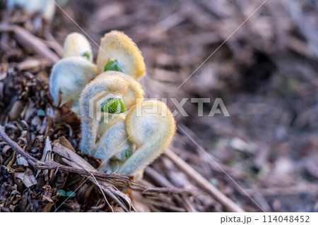 地上へ顔をのぞかせたゼンマイの新芽～北国の春～ 114048452