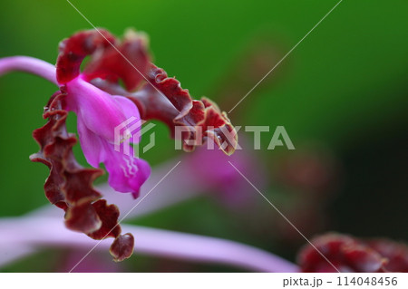 レリア・ウンドゥラタの花 114048456