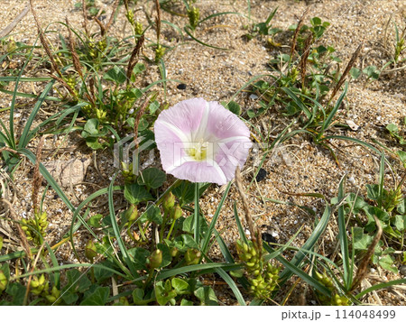 海岸に咲くハマヒルガオの花 114048499