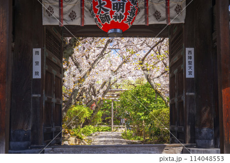 京都 雨宝院(西陣聖天) 山門 満開の桜 京都 雨宝院(西陣聖天) 山門 満開の桜 114048553