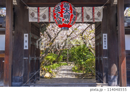 京都　雨宝院（西陣聖天）　山門　満開の桜 114048555