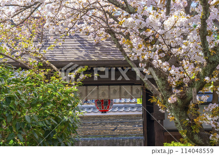 京都　雨宝院（西陣聖天）　山門　満開の桜 114048559