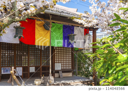 京都 雨宝院(西陣聖天) 観音堂 満開の桜 京都 雨宝院(西陣聖天) 観音堂 満開の桜 114048566