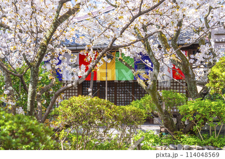 京都　雨宝院（西陣聖天）　観音堂　満開の桜 114048569