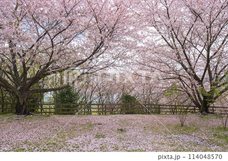 朝日山森林公園 三豊市 香川県 114048570