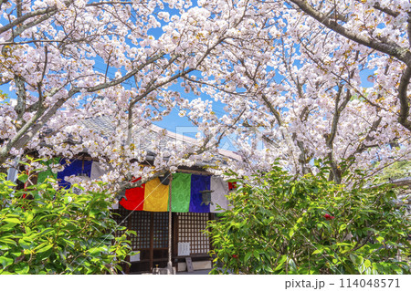 京都 雨宝院(西陣聖天) 観音堂 満開の桜 京都 雨宝院(西陣聖天) 観音堂 満開の桜 114048571