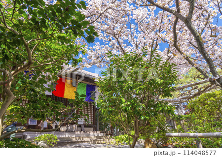 京都　雨宝院（西陣聖天）　観音堂　満開の桜 114048577
