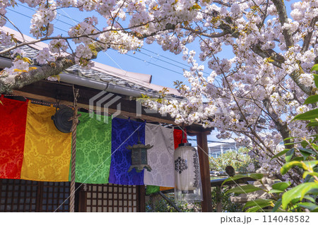 京都　雨宝院（西陣聖天）　観音堂　満開の桜 114048582