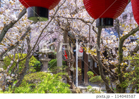 京都　雨宝院（西陣聖天）　満開の桜 114048587