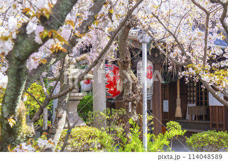 京都　雨宝院（西陣聖天）　満開の桜 114048589