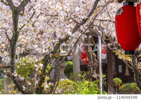 京都　雨宝院（西陣聖天）　満開の桜 114048590