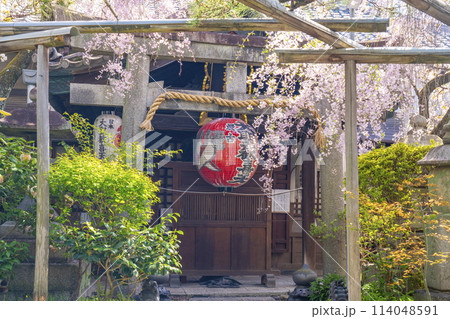 京都　雨宝院（西陣聖天）　本堂　満開の桜 114048591