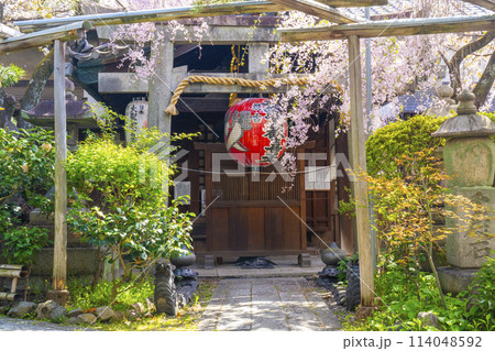 京都 雨宝院(西陣聖天) 本堂 満開の桜 京都 雨宝院(西陣聖天) 本堂 満開の桜 114048592