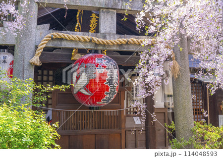 京都　雨宝院（西陣聖天）　本堂　満開の桜 114048593