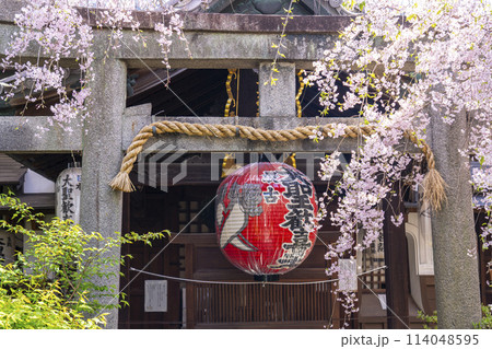 京都 雨宝院(西陣聖天) 本堂 満開の桜 京都 雨宝院(西陣聖天) 本堂 満開の桜 114048595