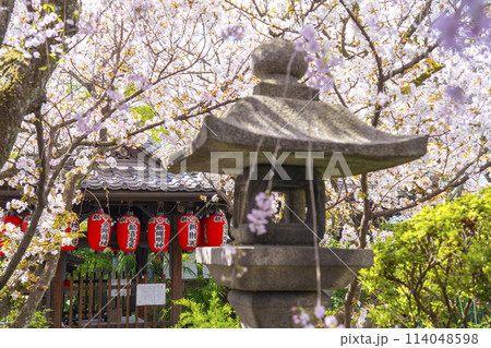 京都　雨宝院（西陣聖天）　染殿井　満開の桜 114048598