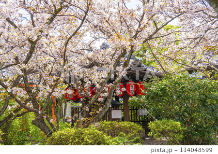 京都　雨宝院（西陣聖天）　染殿井　満開の桜 114048599