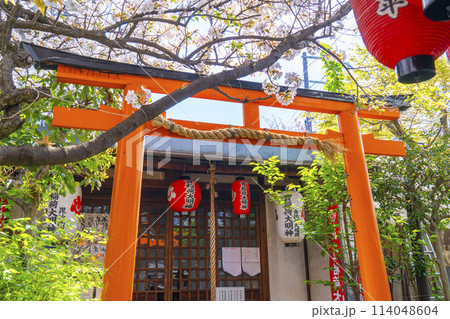 京都　雨宝院（西陣聖天）　稲荷社　満開の桜 114048604