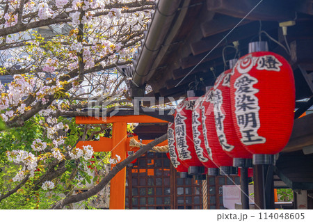 京都 雨宝院(西陣聖天) 稲荷社 満開の桜 京都 雨宝院(西陣聖天) 稲荷社 満開の桜 114048605
