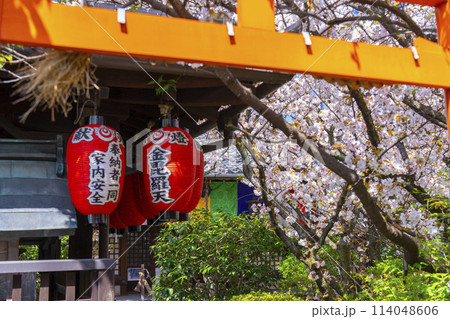 京都　雨宝院（西陣聖天）　稲荷社　満開の桜 114048606
