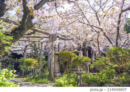 京都　雨宝院（西陣聖天）　満開の桜 114048607
