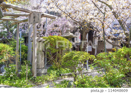 京都　雨宝院（西陣聖天）　満開の桜 114048609