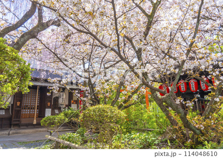 京都　雨宝院（西陣聖天）　満開の桜 114048610