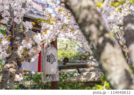 京都　雨宝院（西陣聖天）　満開の桜 114048612