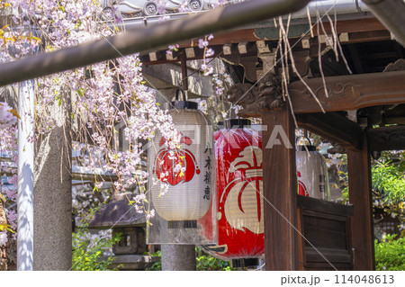 京都 雨宝院(西陣聖天) 満開の桜 京都 雨宝院(西陣聖天) 満開の桜 114048613