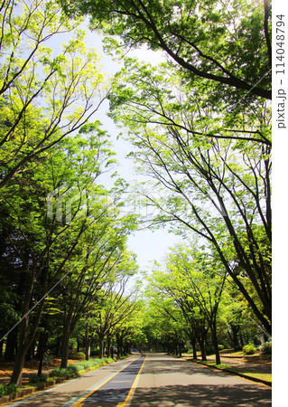 駒沢公園の新緑 114048794