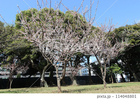 駒沢公園の梅林 駒沢公園の梅林 114048801