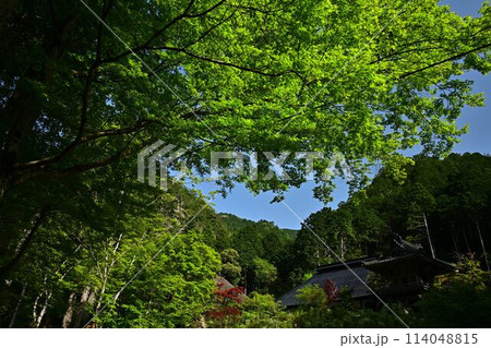新緑の岩瀧寺 114048815