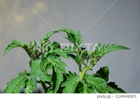 Lush tomato plant with vibrant green leaves and small buds, isolated on a white background. In focus with a shallow depth of field. Lush tomato plant with vibrant green leaves and small buds, isolated on a white background. In focus with a shallow depth of field. 114048903