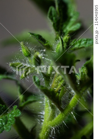 A detailed macro view of a tomato plant stem with glandular trichomes, hairs, and developing flower buds at the nodes. A detailed macro view of a tomato plant stem with glandular trichomes, hairs, and developing flower buds at the nodes. 114048905