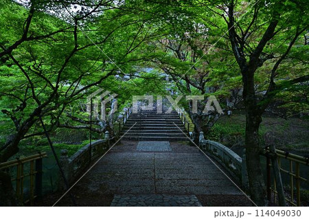 新緑の円通寺 114049030