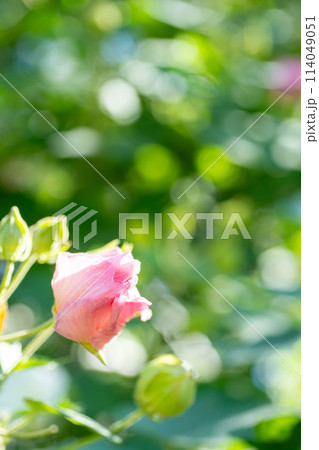 フヨウの花のつぼみ　クローズアップ 114049051