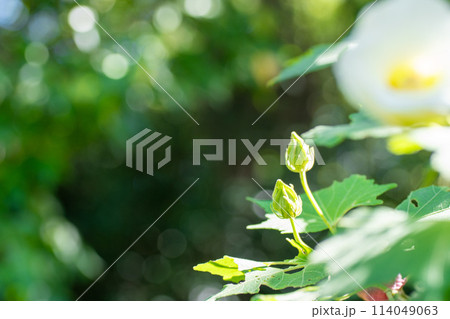 白いフヨウの花のつぼみ クローズアップ 白いフヨウの花のつぼみ クローズアップ 114049063