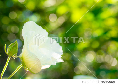 白いフヨウの花　クローズアップ 114049066