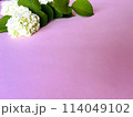 白い紫陽花 114049102