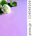 白い紫陽花 114049104
